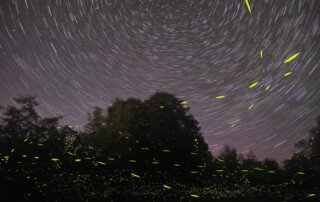 Fireflies in the smoky mountains
