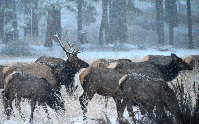 local wild elk herd.