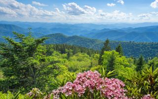 Spring wildflowers in the smoky mountains