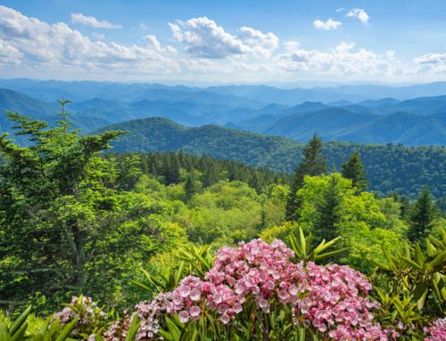 Top 10 Places to Find Spring Wildflowers in the Smoky Mountains