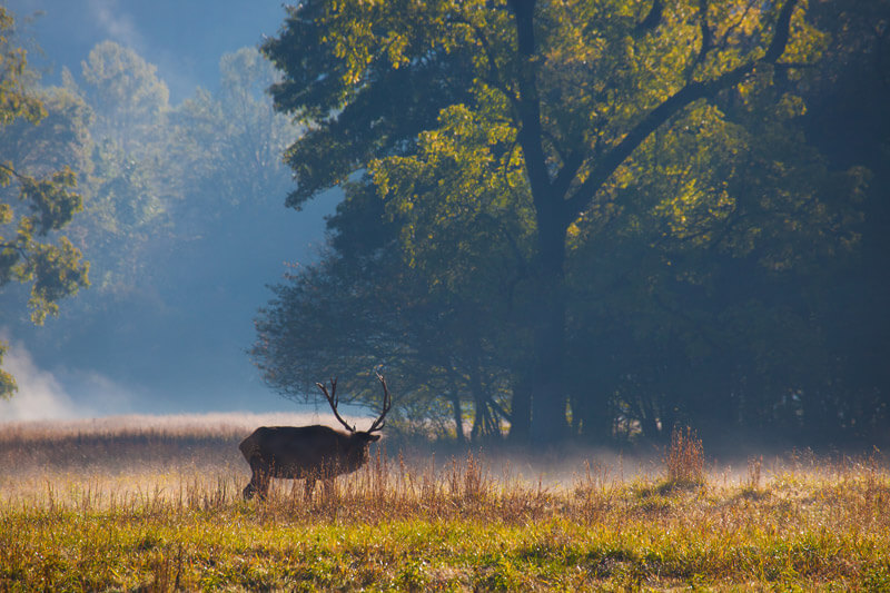 Cataloochee Elk Viewing