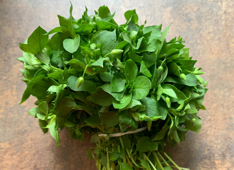 Chickweed