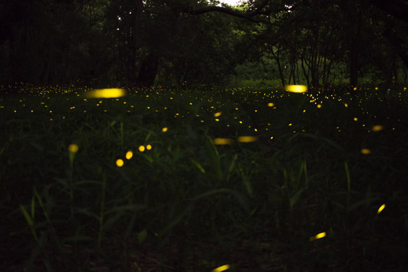 Fireflies in the Great Smoky Mountains