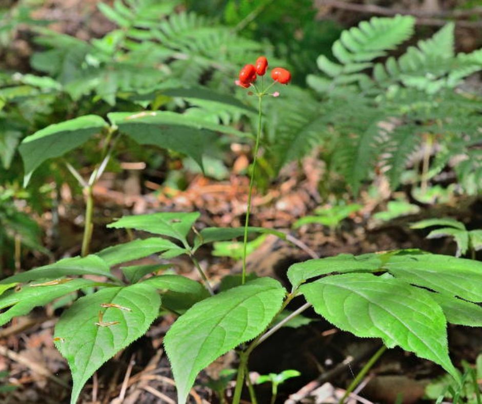 American Ginseng