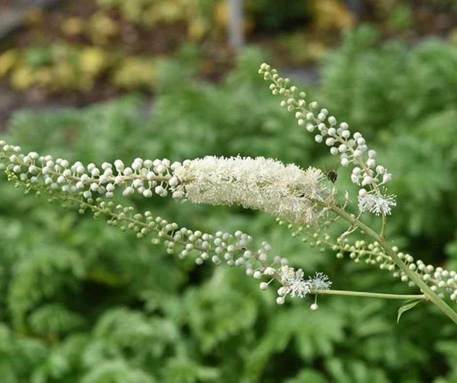 Black Cohosh