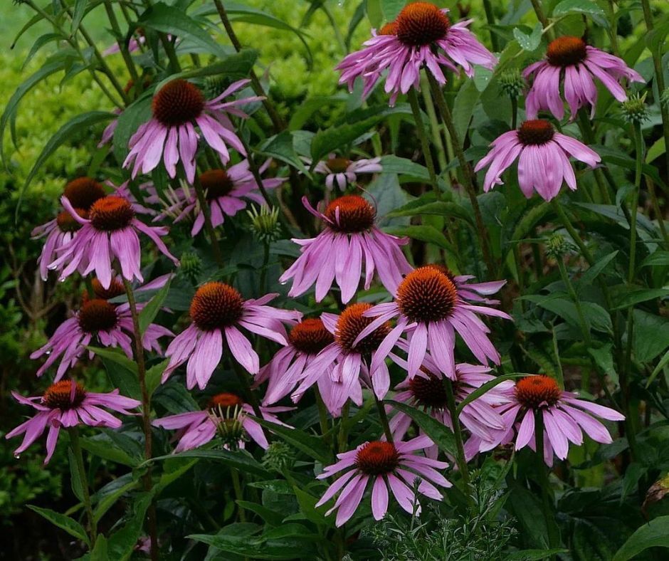 Echinacea