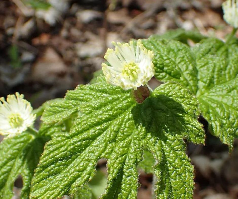 Goldenseal