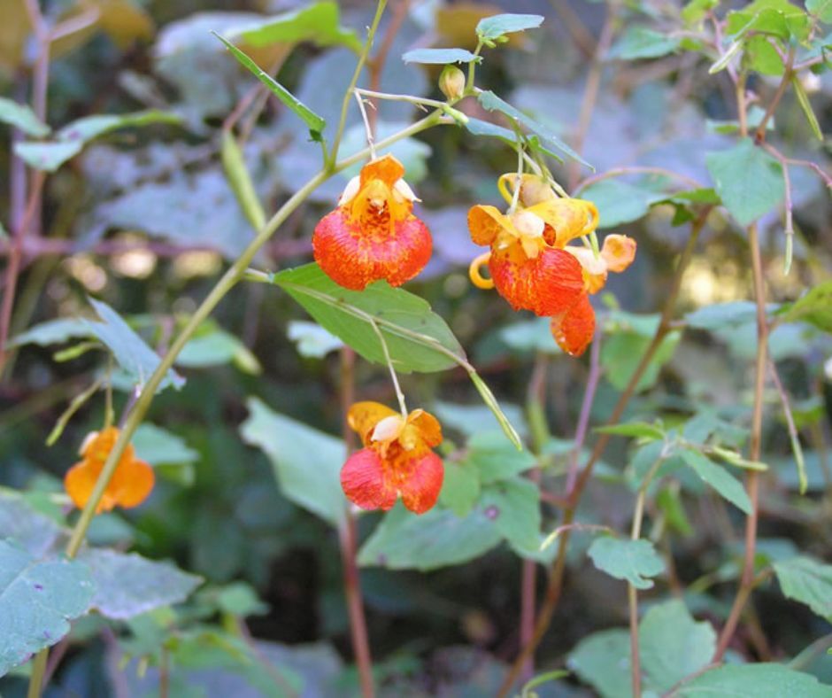 Jewelweed