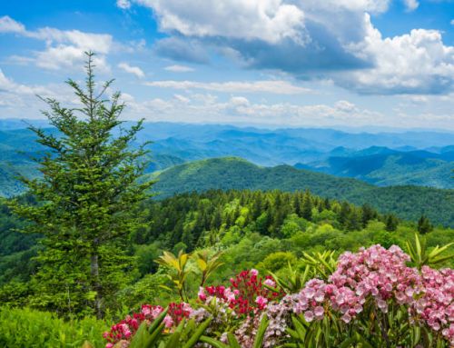The 20 Most Beautiful Wildflowers Blooming in the Spring in The Great Smoky Mountains